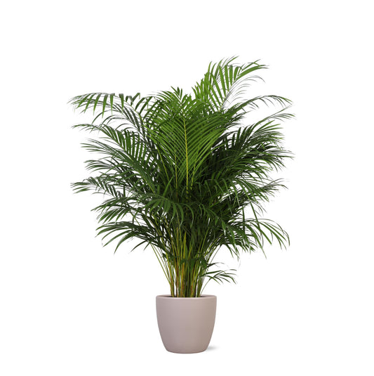 Dypsis Lutescens (Areca Palm) Ø27cm ↕160cm in Boule TAUPE pot